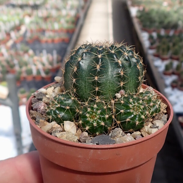 Lobivia-Hybr. Mixed Colours