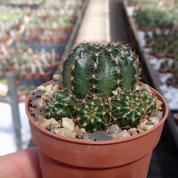 Lobivia-Hybr. Mixed Colours