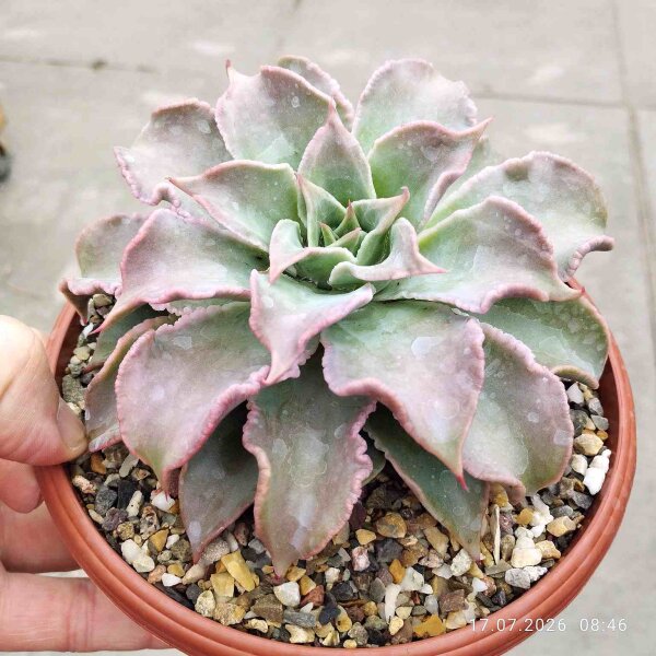 Echeveria cv. Maradiba