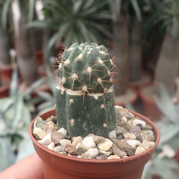 Neowerdermannia chilensis ssp. putrensis gepfr.
