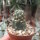 Neowerdermannia chilensis ssp. putrensis gepfr.