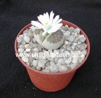 Lithops julii v. fulleri v. brunnea