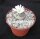 Lithops julii v. fulleri v. brunnea