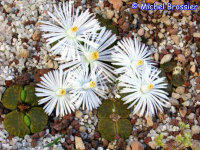 Lithops lesliei v. lesliei cv. Albinica