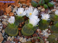 Lithops lesliei v. lesliei cv. Albinica