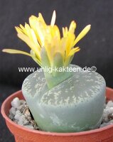 Lithops lesliei, Pietersburg