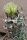 Turbinicarpus schmiedickeanus ssp. flaviflorus