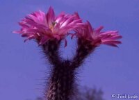 Echinocereus chisoensis