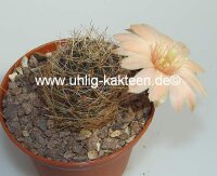Rebutia aureiflora fa. longiseta