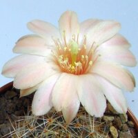 Rebutia aureiflora fa. longiseta