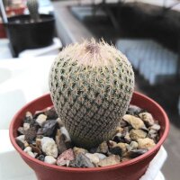 Epithelantha micromeris fa. neomexicana