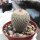 Epithelantha micromeris fa. neomexicana