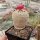 Epithelantha micromeris fa. neomexicana