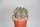 Astrophytum capricorne v. niveum fa. nudum