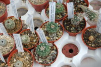 Turbinicarpus schmiedickeanus v. andersonii