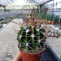 Echinopsis leucantha San Jos&eacute; de Jachal