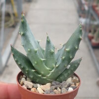 Aloe aculeata v. crousiana