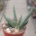 Aloe aculeata v. crousiana