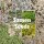 Pachypodium saundersii
