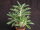 Pachypodium saundersii