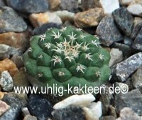 Strombocactus pulcherrimus