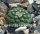 Strombocactus pulcherrimus