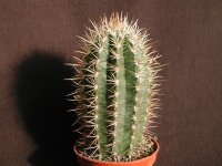 Coleocephalocereus goebelianus