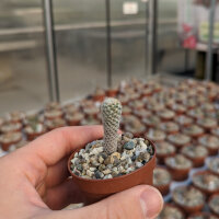 Gymnocactus mandragora v. zaragossensis
