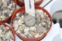 Lithops pseudotruncatella ssp. volkii C 069 TL