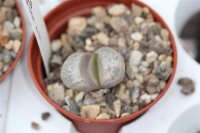Lithops geyeri hillii C 233 65 km NE Port Nolloth,...