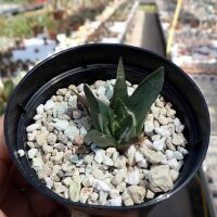Ariocarpus trigonus v. minor
