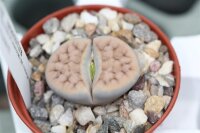 Lithops karasmontana ssp. karasm. cv. mickbergensis C 168...