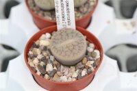 Lithops pseudotruncatella v. pseudotruncatella C 070 30...