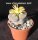 Lithops hookeri v. elephina C 093 25km North-East of Britstown, Cape Province