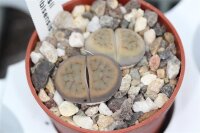 Lithops schwantesii v. schwantesii f. kuibisensis C 150