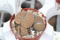 Lithops schwantesii ssp. gebseri C 165 TL 70 km S...