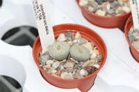 Lithops pseudotruncatella ssp. archerae C 104 120 km NW...