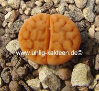 Lithops karasmontana v. karasmontana C 223 25km North-East of Gr&uuml;nau, Namibia