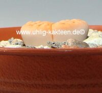Lithops karasmontana v. karasmontana C 223 25km North-East of Gr&uuml;nau, Namibia
