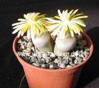 Lithops dinteri v. brevis C 268 55 km SW Warmbad, Namibia