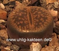 Lithops aucampiae v. aucampiae Kuruman C 173 60 km SE...