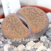 Lithops aucampiae v. koelemanii C 016 35 km NW...