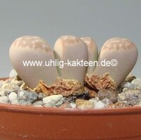 Lithops marmorata v. marmorata cv. framesii C 365 60 km NE Springbok, Northern Cape, SA