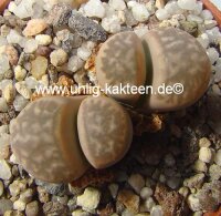 Lithops marmorata v. marmorata cv. framesii C 365 60 km NE Springbok, Northern Cape, SA