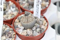 Lithops julii ssp. fulleri v. brunnea C 179 TL