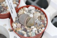 Lithops olivcea v. nebrownii C 162 B TL TL 70 km WSW Pofadder, Northern Cape, SA