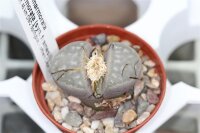 Lithops marmorata v. marmorata framesii C 058 TL 45 km ENE Springbok, Northern Cape, SA