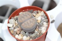 Lithops schwantesii v. schwantesii C 164 25 km SW...