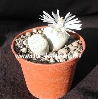 Lithops julii ssp. julii cv.chrysocephala C 205 50 km SE...