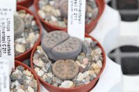 Lithops schwantesii v. schwantesii C 211 10 km SE...
